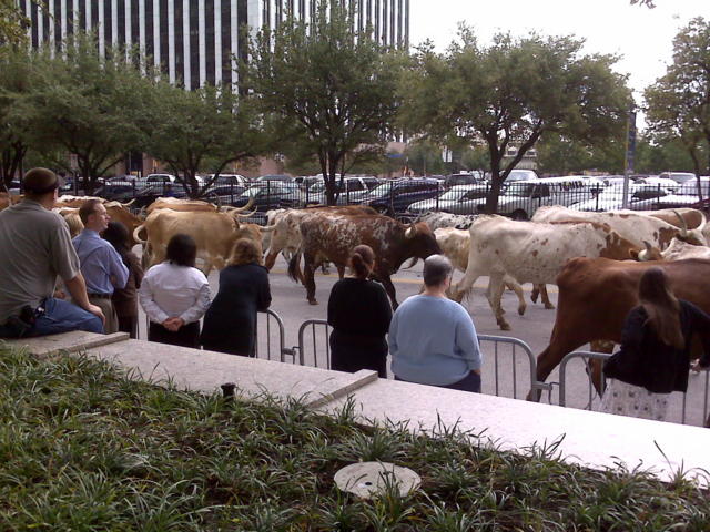 IMG00252.jpg -- State Fair herd run