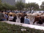 IMG00252.jpg -- State Fair herd run