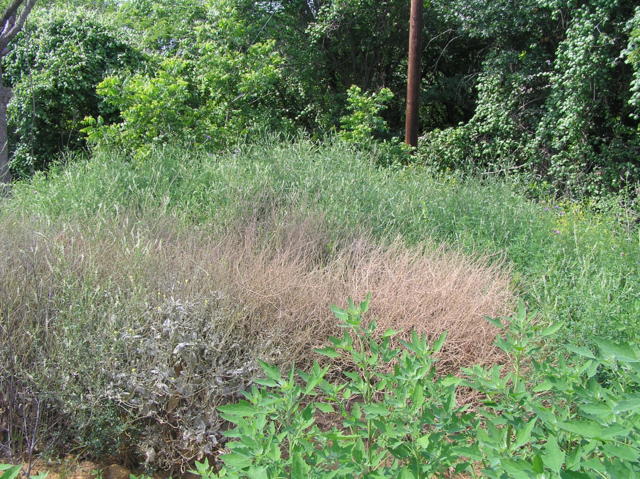 Free tumbleweeds, alriiight