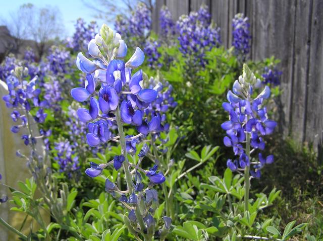 A nice closeup of the Texas state flower, the Bluebonnet