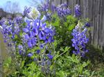 A nice closeup of the Texas state flower, the Bluebonnet