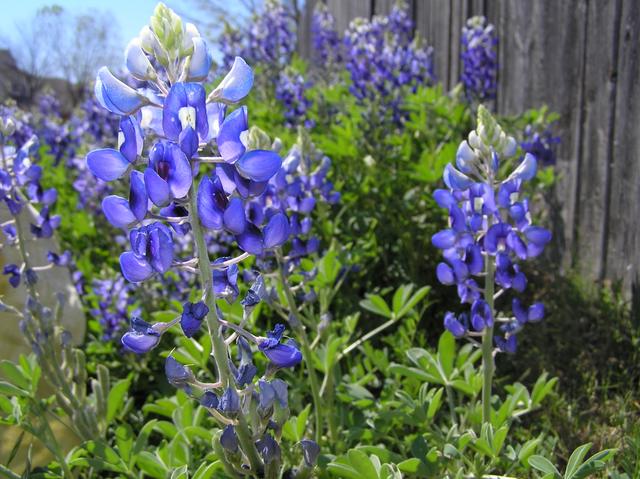 Another great closeup of the Texas Bluebonnets growing down the street from our house