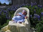 Posing Lacy in the Bluebonnets